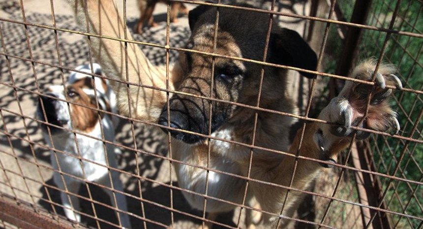 Жестокое обращение с животными: в столице живодер убивает и ест собак