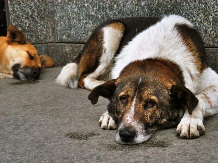 В страшных муках: под Киевом догхантеры массово травят собак
