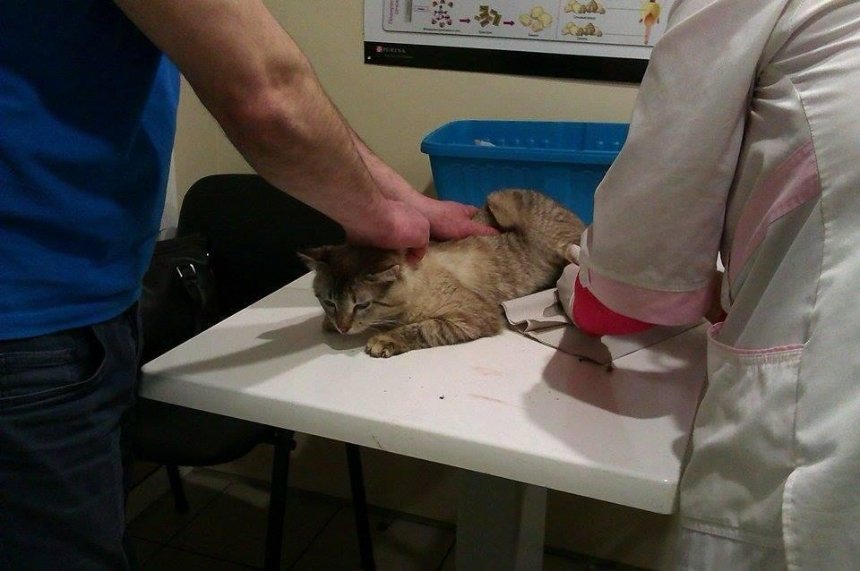 В Киеве нужна помощь двум раненым котикам (фото)