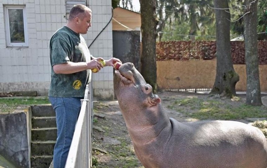 В Киевском зоопарке показали юную бегемотиху Лили (фото)