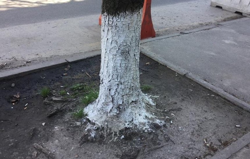 В Киеве запретили белить деревья и бордюры (видео)