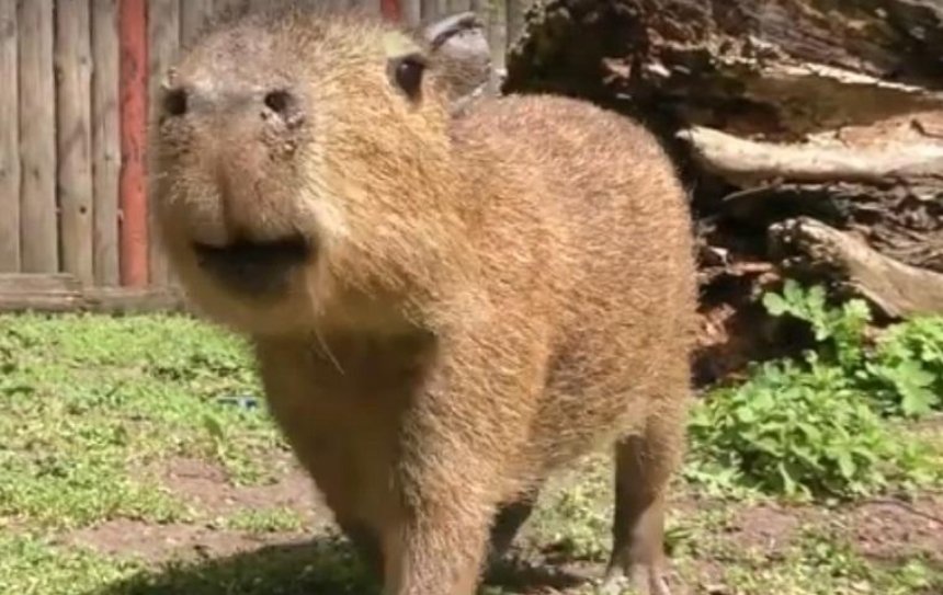 В Киевском зоопарке поселился малыш-капибара (видео)