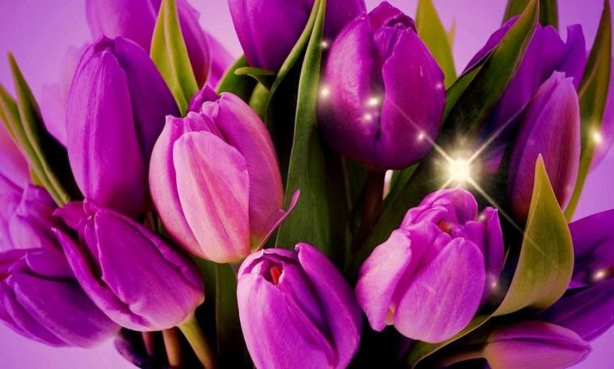В Киеве пройдет выставка тюльпанов
