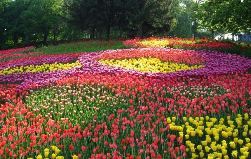 «Вокруг света»: в Киеве пройдет большая выставка тюльпанов