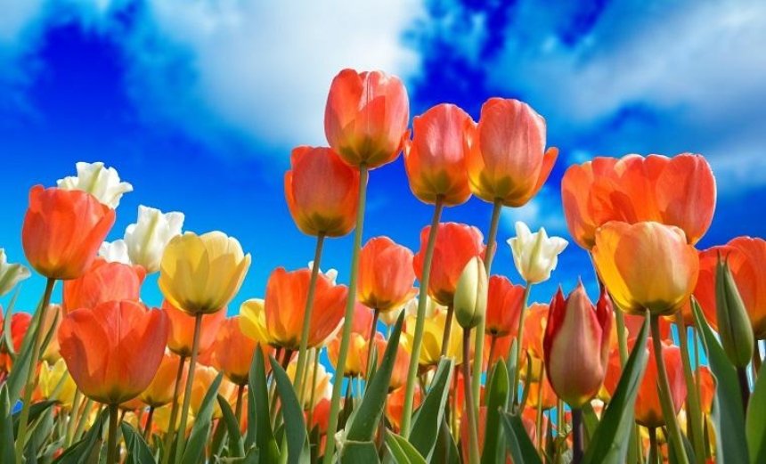 На Певческом поле открывается выставка тюльпанов «Сказки мира» (видео)