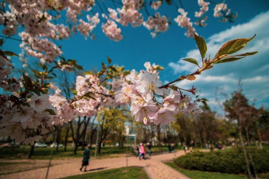 В столичном парке расцвела самая длинная в Украине аллея сакур (фото)