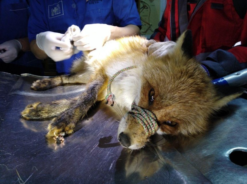 Осталась без лапы: в Киеве спасли от смерти лису, попавшую в силки (фото)