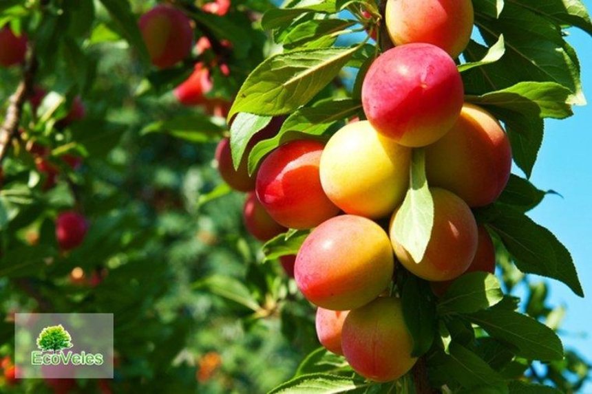 Саженцы плодовых деревьев: лучшие сорта и низкие цены