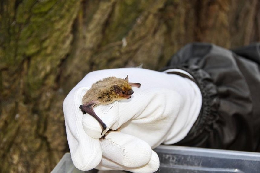 Подлечили — и на волю: в Киевском зоопарке выпустили спасенных летучих мышей