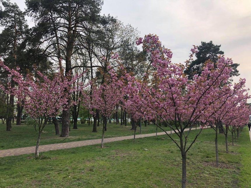 В столице цветет самая длинная аллея сакур