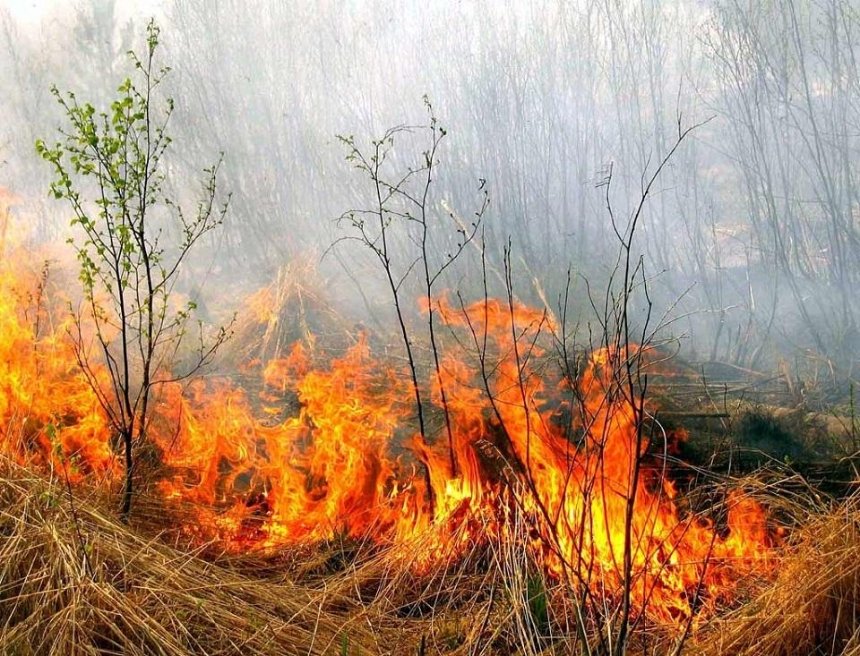Уничтожены дачные дома: в Киевской области пожарные тушат горящий сухостой