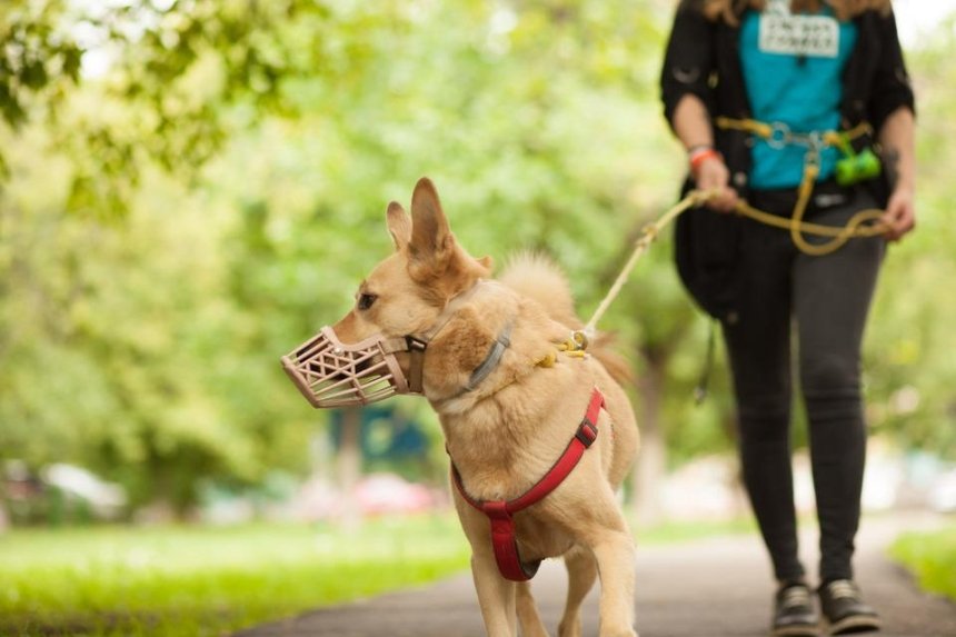 В Киеве начали сдавать собак в аренду для прогулок во время карантина