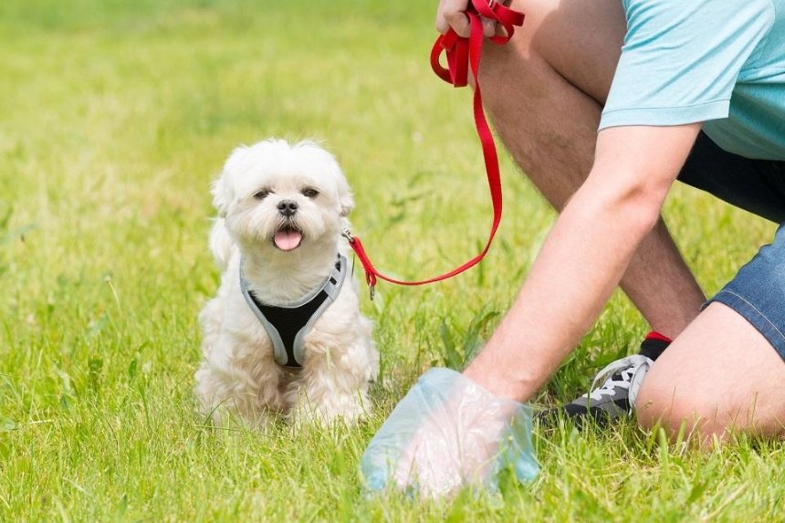 В столице просят обязать владельцев собак убирать за своими питомцами