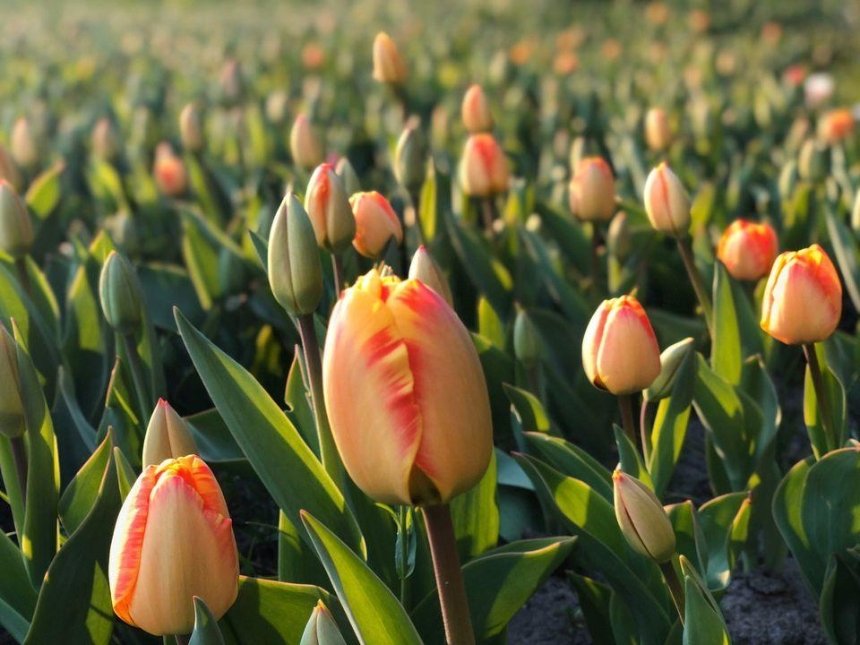 Онлайн-выставка тюльпанов на Певческом поле: как это выглядит