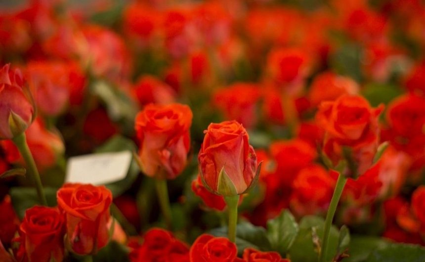 Из-за карантина под Киевом уничтожат множество роз