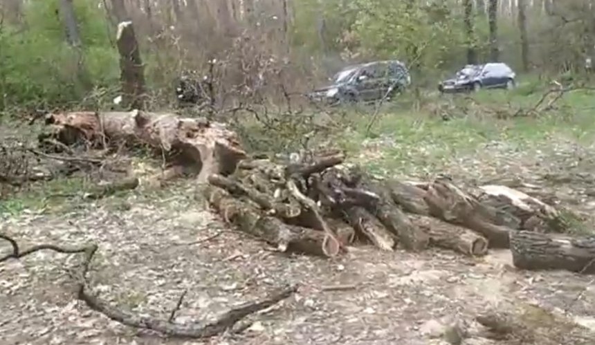Под Киевом неизвестные вырубили вековой дуб
