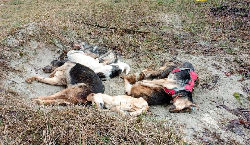Зоозахисники просять звільнити директорку притулку для тварин у Бородянці