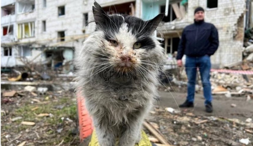 Помер кіт, який постраждав під час обстрілу Бородянки