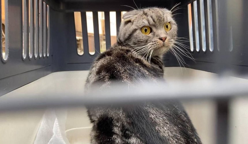 В Ірпені врятували кота, який два місяці там жив без їжі та води