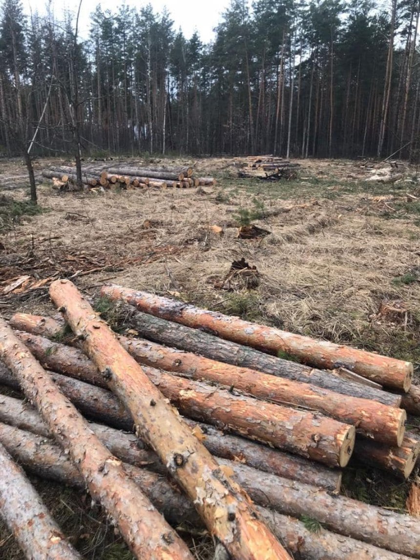 На Київщині поліція викрила посадовців, які займалися незаконною вирубкою деревини у лісах з її подальшим збутом. У Білоцерківському районі деревину продавали на дрова, а у Вишгородському — збували у вигляді дощок.