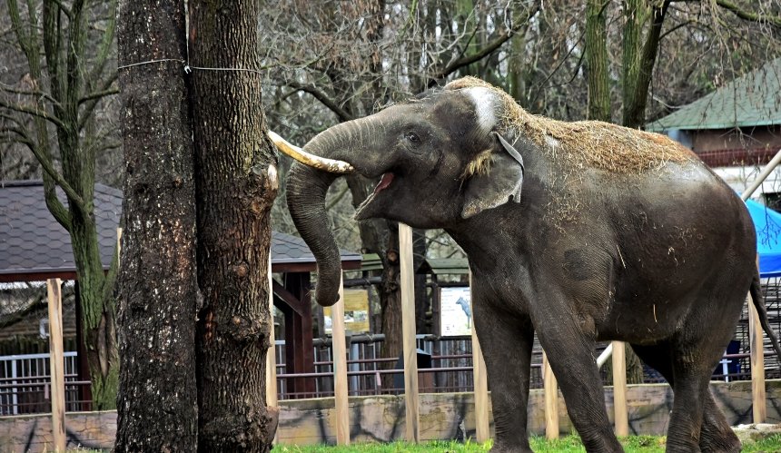 Киян запрошують до Київського зоопарку погодувати слона Хораса та подивитися, як він бавиться своїми велетенськими іграшками.
