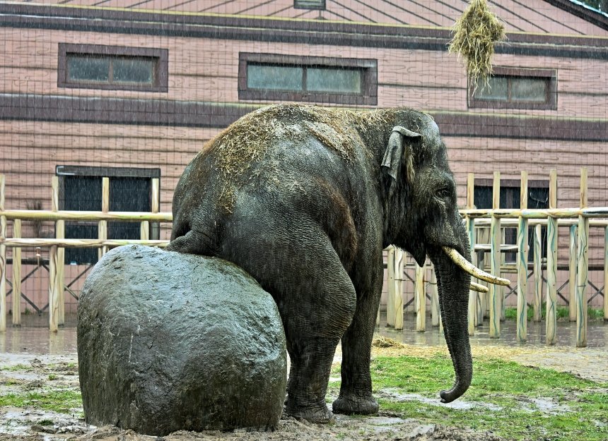 Киян запрошують до Київського зоопарку погодувати слона Хораса та подивитися, як він бавиться своїми новими велетенськими іграшками.