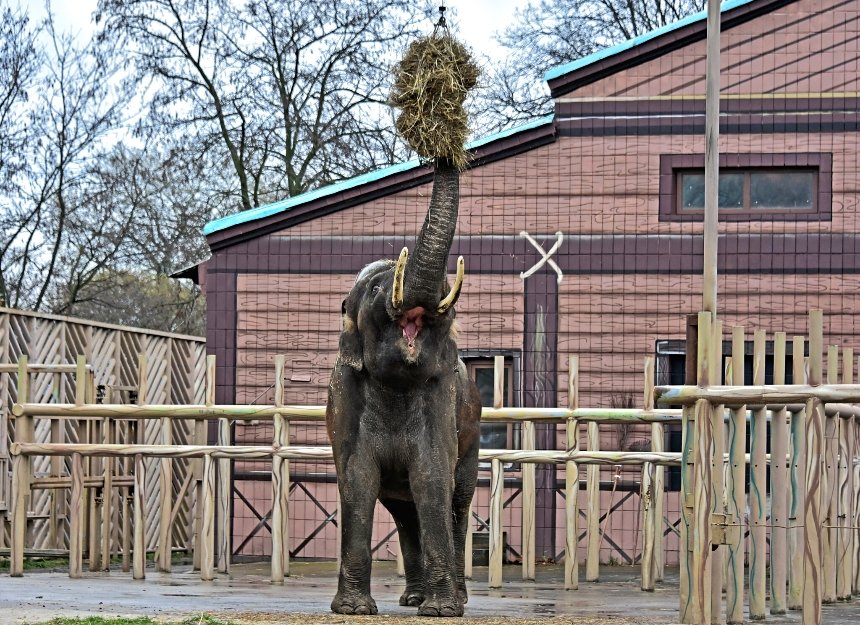 Киян запрошують до столичного зоопарку погодувати слона Хораса та подивитися, як він бавиться своїми новими велетенськими іграшками.