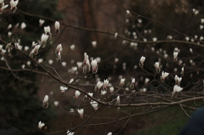 В київському ботанічному саду імені Фоміна у квітні зацвіли магнолії. Подивитися на цвітіння магнолій можна безкоштовно біля станції метро Університет.