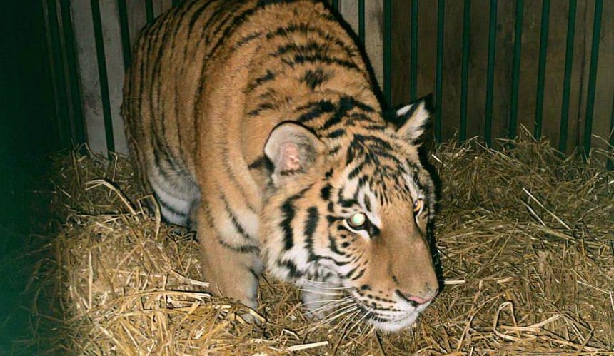 З Київщини евакуювали тигра, який жив у приватних господарів