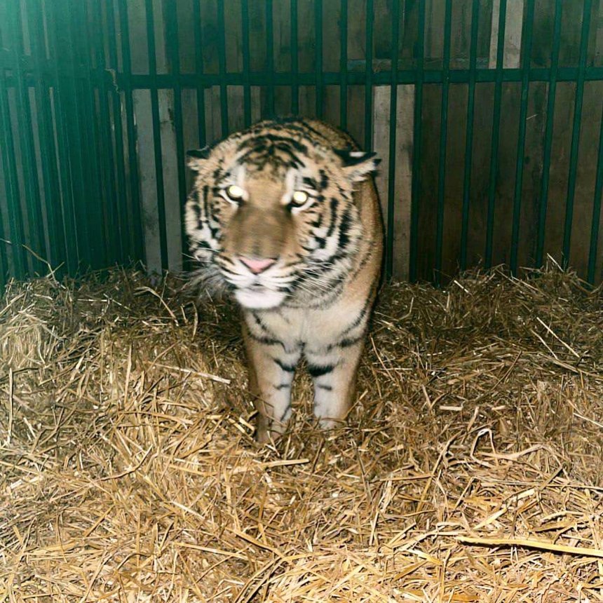 З Київської області евакуювали тигра, який мешкав у звичайній родині.