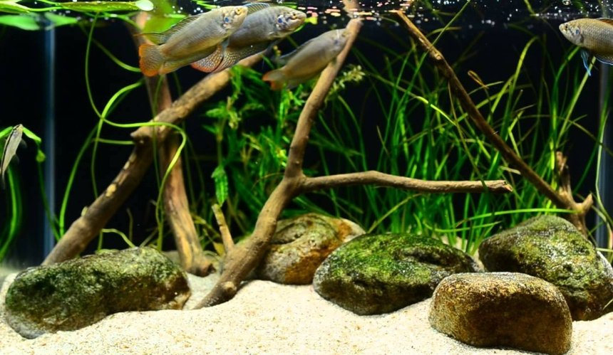 У Києві, в Будинку природи створили біотопний акваріум Амазонії, який вміщує 4 тисячі літрів води. Як подивитися на новий акваріум