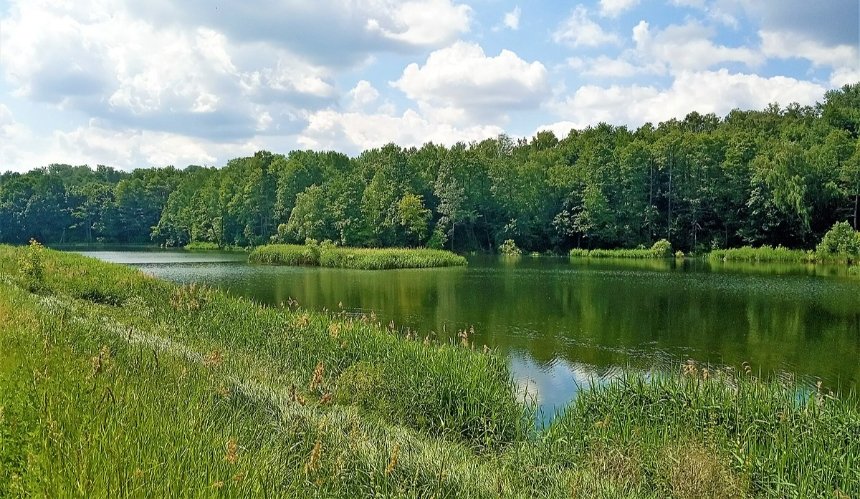 У Києві територію парку відпочинку біля Cовських ставків планують передати комунальникам для відтворення зелених зон і насаджень.