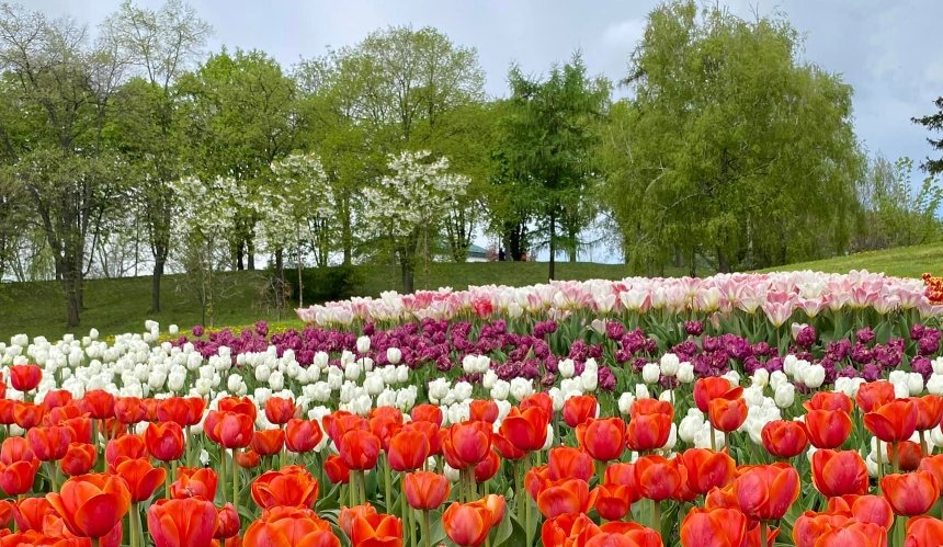 Виставка тюльпанів на Співочому полі 2023 в Києві: коли відкриття