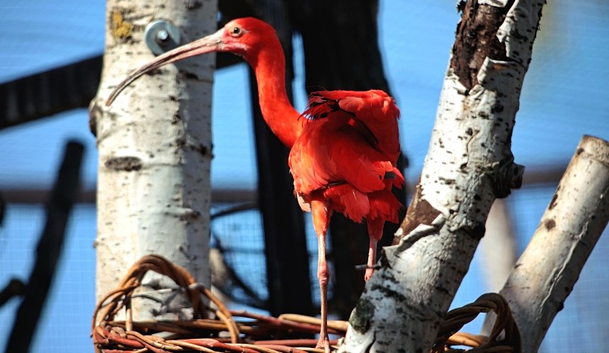 У Київському зоопарку птахів переселяють у літній авіарій: киян запрошують подивитися на птахів, який переселили на літній майданчик