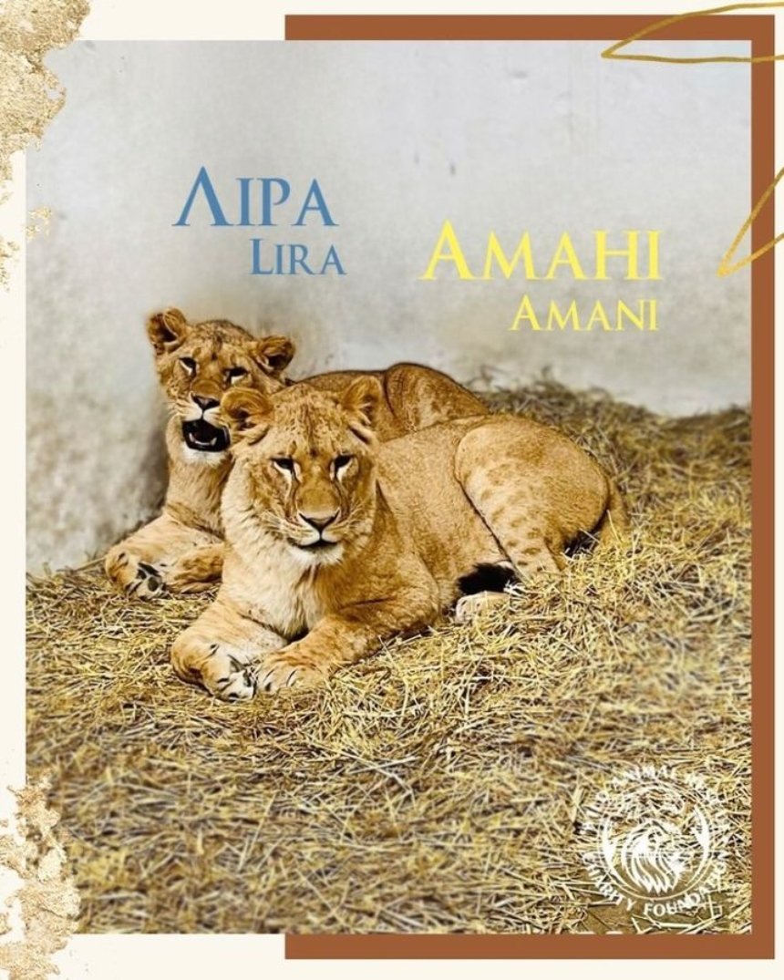 Для левиць із зооцентру на Київщині обрали імена