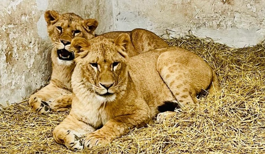 Для левиць із зооцентру на Київщині обрали імена: подробиці