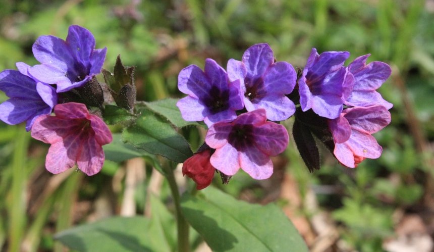 У Голосіївському природному парку квітнуть первоцвіти: фото