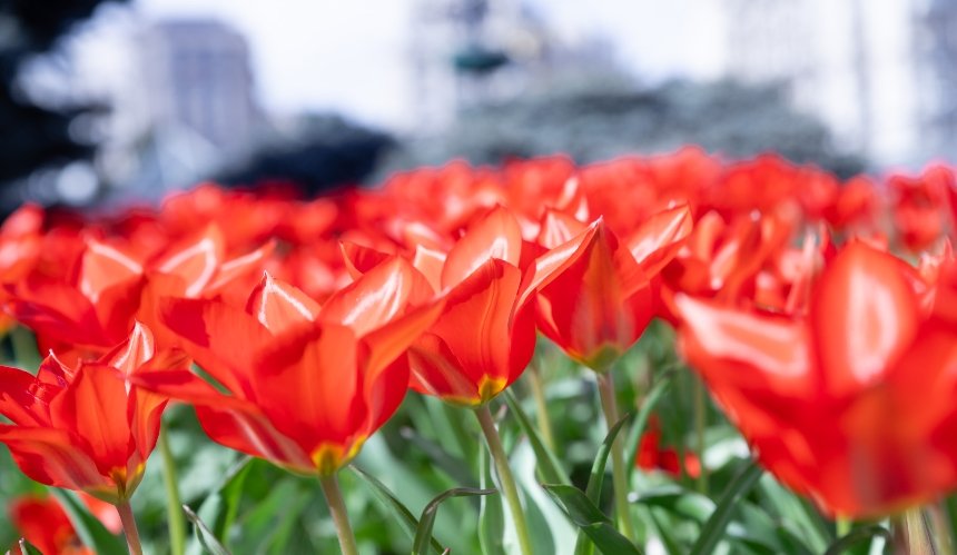 У столиці розквітли перші тюльпани: де їх можна побачити