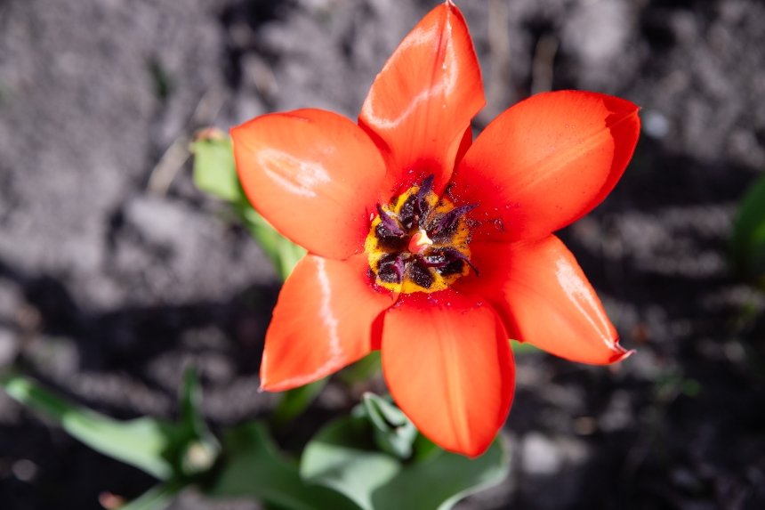 У Києві починають квітнути тюльпани