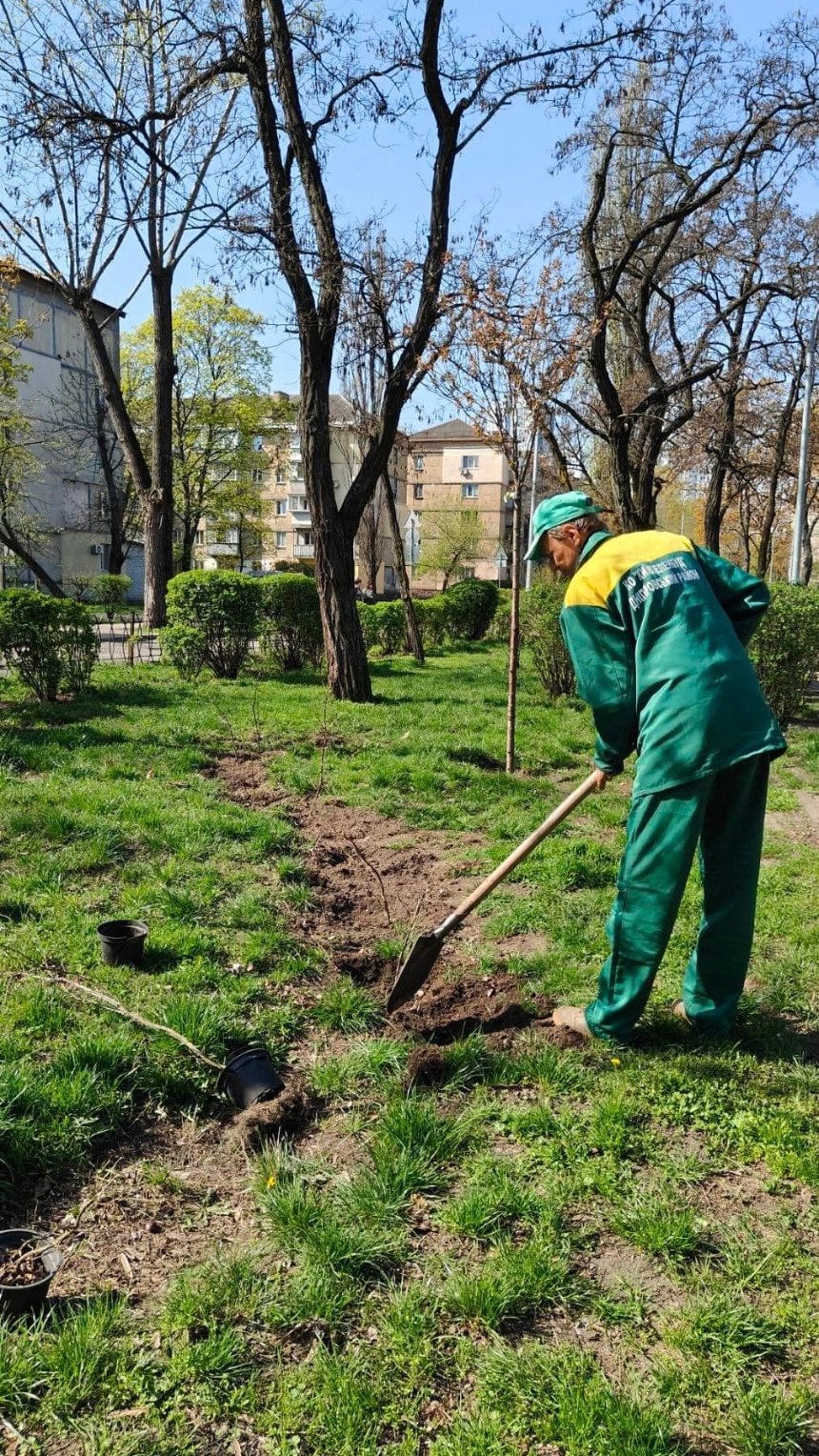 У Дніпровському районі Києва висадили 100 нових кущів спіреї та живу огорожу з туй