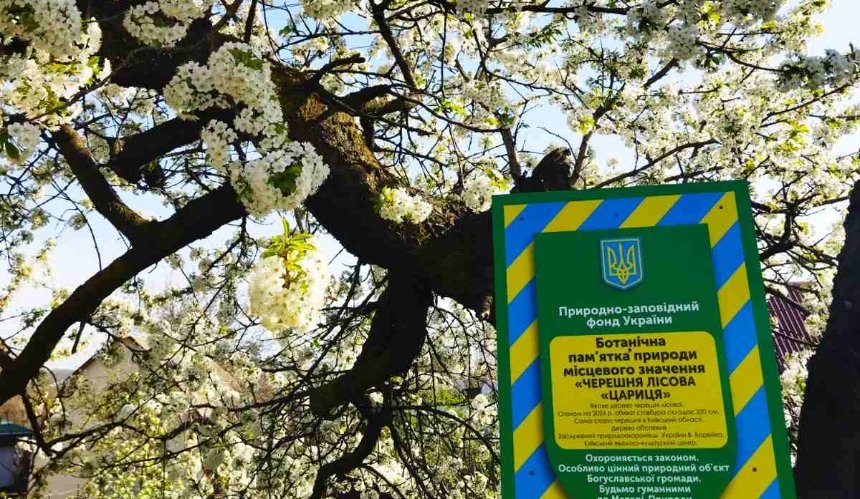Біля однієї з найстаріших черешень України, що знаходиться на Київщині, встановили охоронний знак