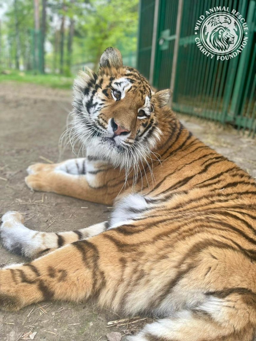 Притулок на Київщині шукає віртуального опікуна для тигриці Тигрюлі