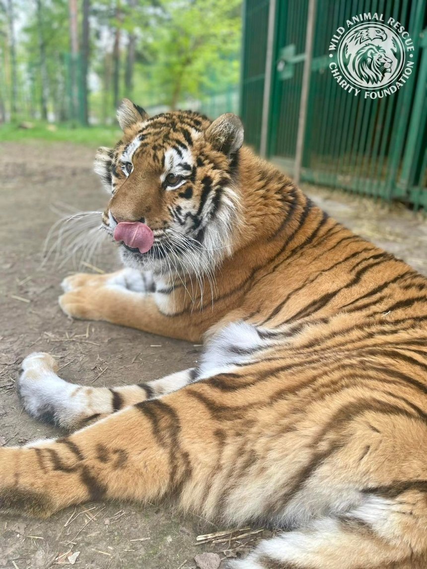 Притулок на Київщині шукає віртуального опікуна для тигриці Тигрюлі