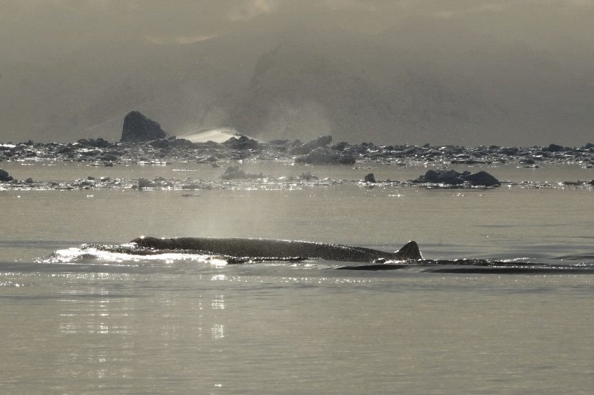 Українські полярники записали звуки рідкісних китів