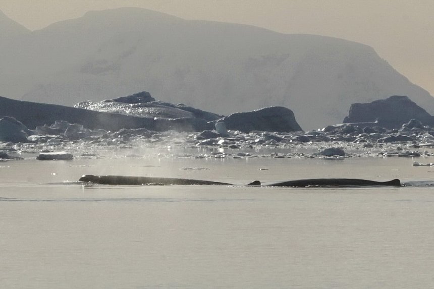 Українські полярники записали звуки рідкісних китів