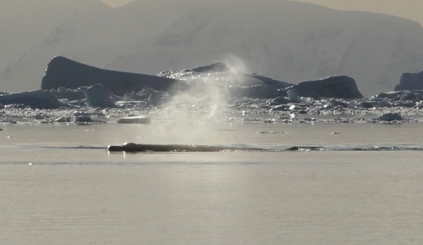 Українські полярники записали звуки рідкісних китів: подробиці