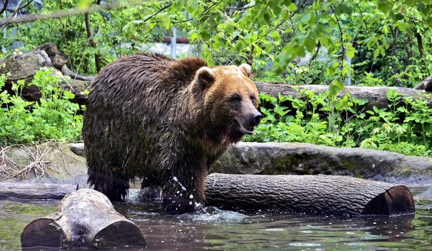 У Київському зоопарку оновили природні вольєри для ведмедів: фото