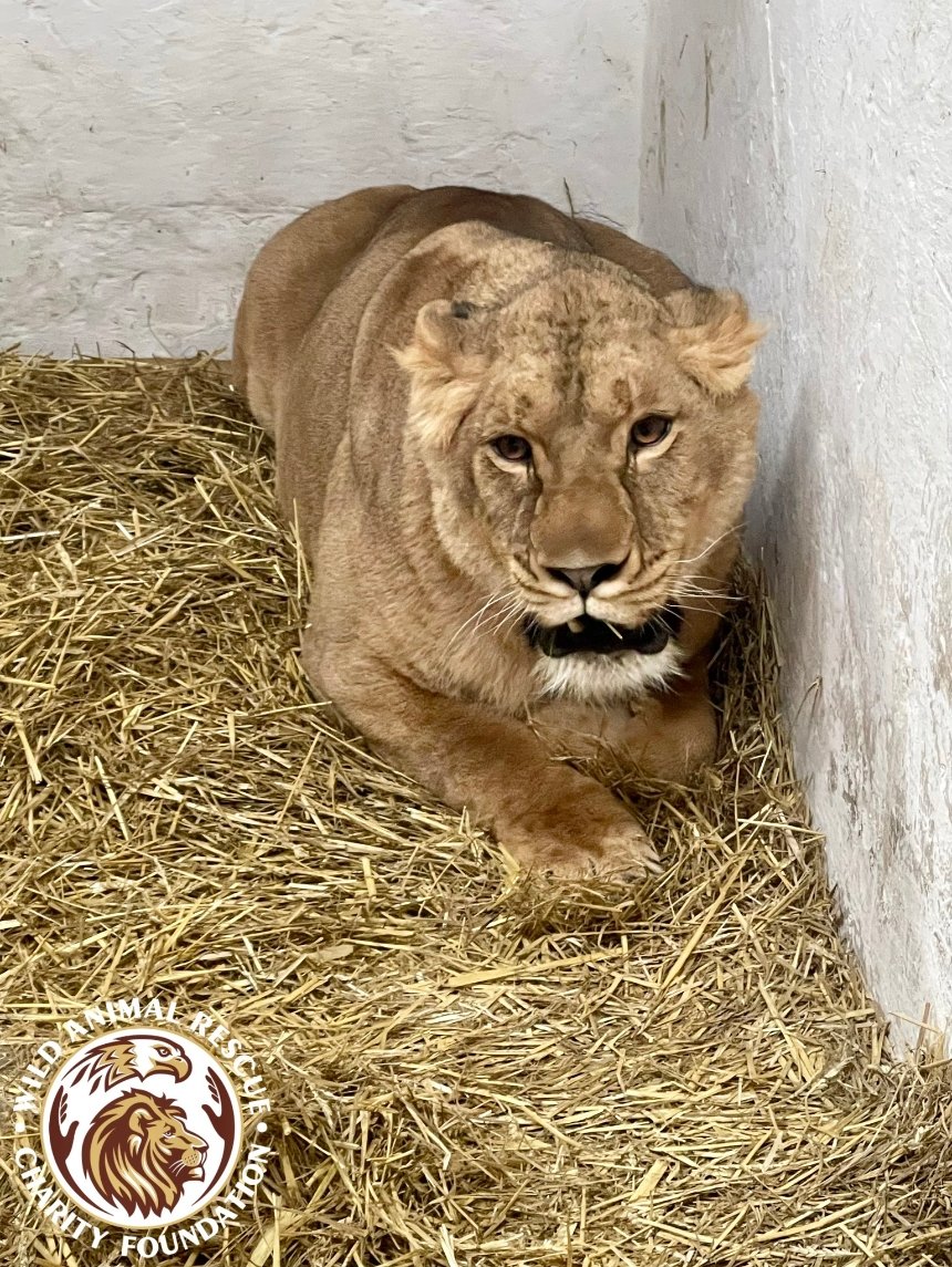 Для левиці із зооцентру на Київщині шукають віртуального опікуна: як допомогти