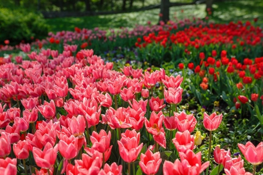25 квітня, у Печерському ландшафтному парку на Співочому відкриється виставка весняних квітів