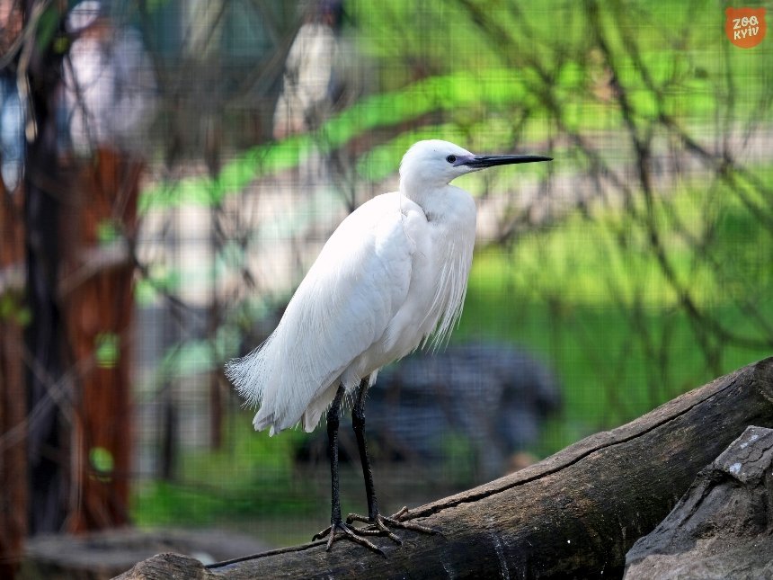 Екзотичні птахи Київського зоопарку повернулись до свого літнього вольєра